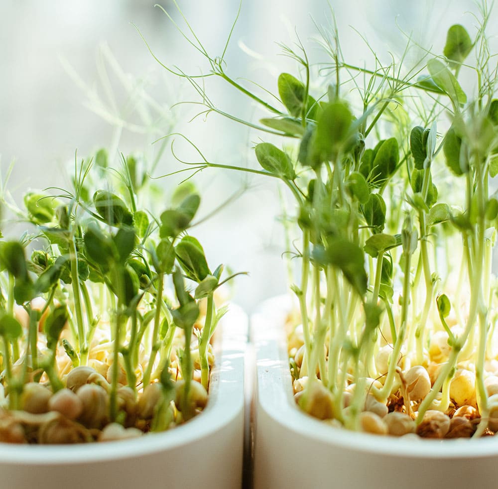 Как выращивать микрозелень с помощью светодиодного освещения?